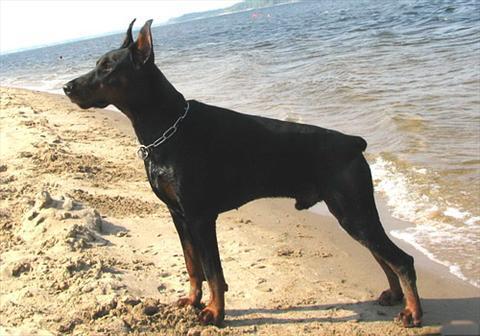 Elvis del Rio Bianco | Black Doberman Pinscher