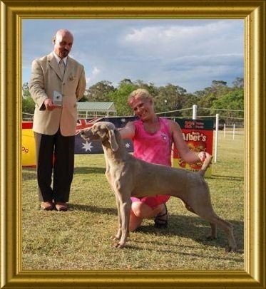 Kadma Wisper Inthe Wind | Weimaraner 