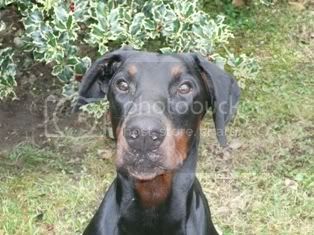 Newton di Campovalano | Black Doberman Pinscher