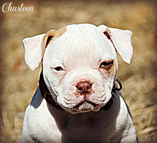 Whitey's Blazin Angel aka Cheyenne | American Bulldog 