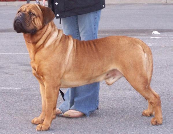 Moloscyg Oste | Dogue de Bordeaux 