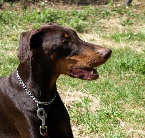 Xyfarah v. Eschenbruch | Brown Doberman Pinscher