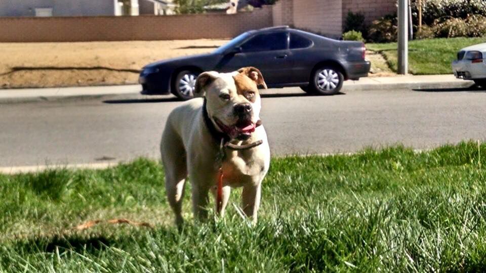 Lane's Dora of Jam Up Bulldogs | American Bulldog 