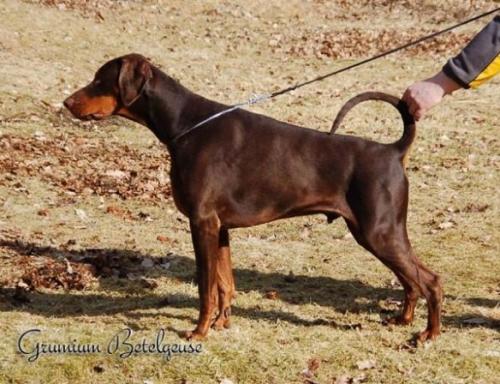 Grumium Betelgeuse | Brown Doberman Pinscher