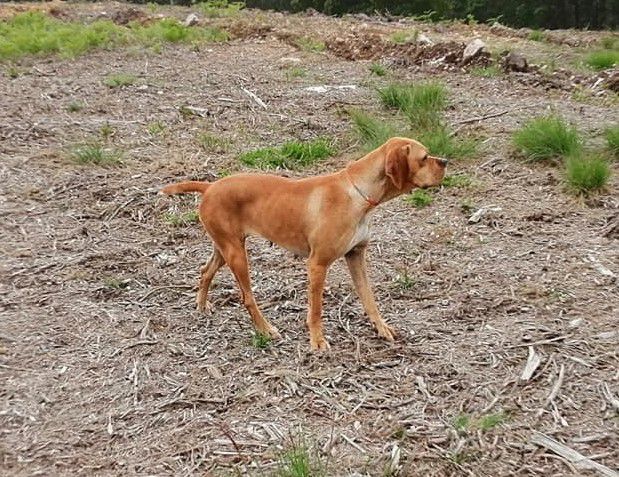 Opala da Porta do Olival | Portuguese Pointer 