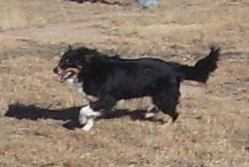 Blacksheep Remington Steele | English Shepherd 