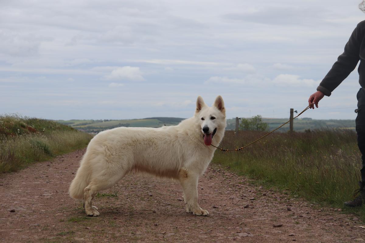 SAPHIR DE REAL DEL OCEJON | White Swiss Shepherd Dog 