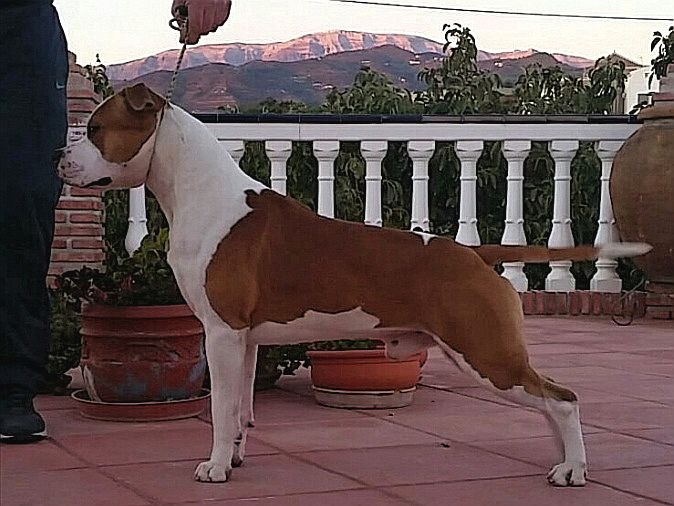 Reyestaff's Ace of Spades | American Staffordshire Terrier 