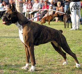 Bonita Vonjoy | Boxer 