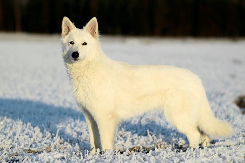 Frostflakes Kahlua | White Swiss Shepherd Dog 