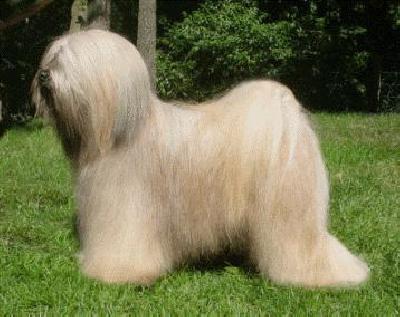 KARAMAIN KOPPERTONE KID | Tibetan Terrier 