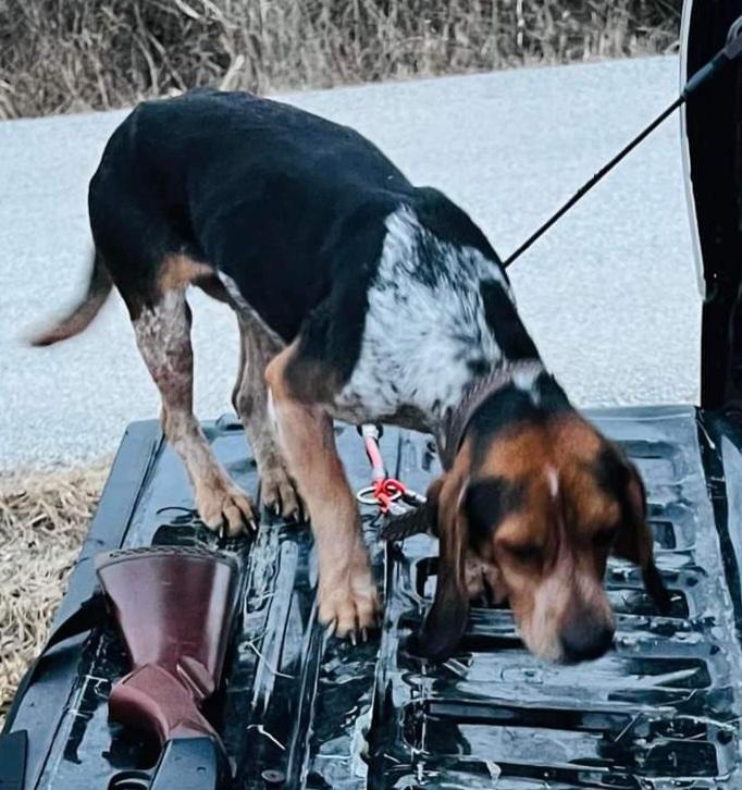 Lone Elm Double Shot Of Buck | Beagle 