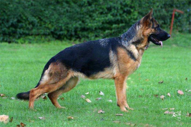 Extra Piste Trophe | German Shepherd Dog 
