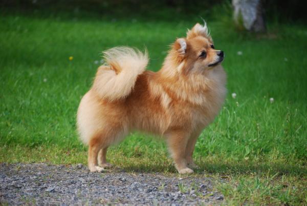 Reginer's Arabica Lux | German Spitz 