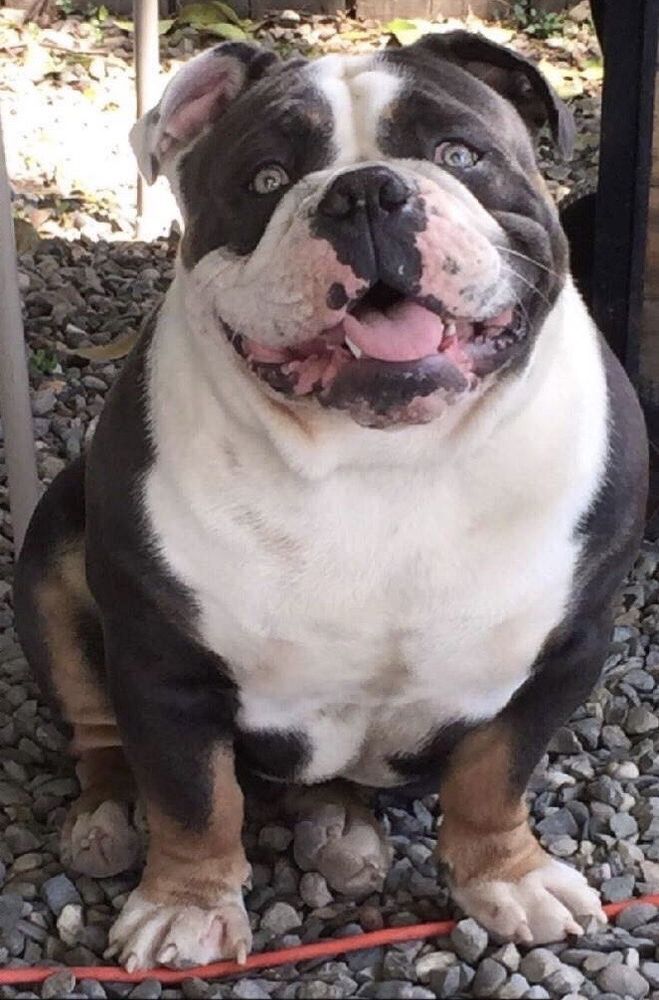 Boon Dock'z Chubbz | Olde English Bulldogge 