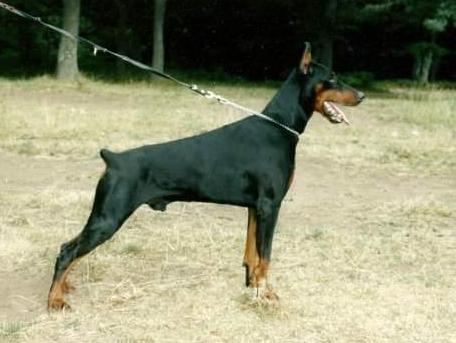 Darwin di Campovalano | Black Doberman Pinscher