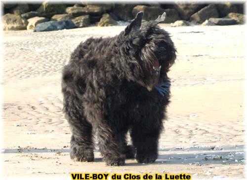 VILE-BOY-OF-THE-WOODS DU CLOS DE LA LUETTE | Bouvier des Flandres 