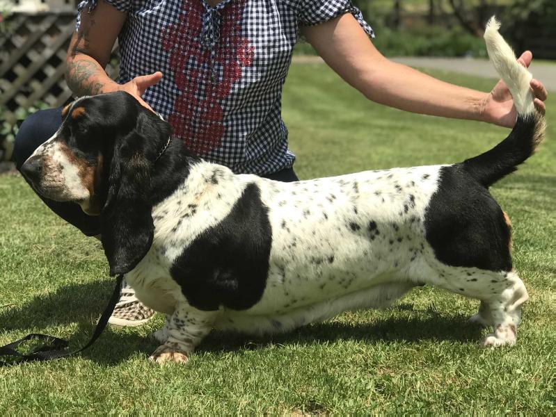 Terra D'Orfili Ghita | Basset Hound 