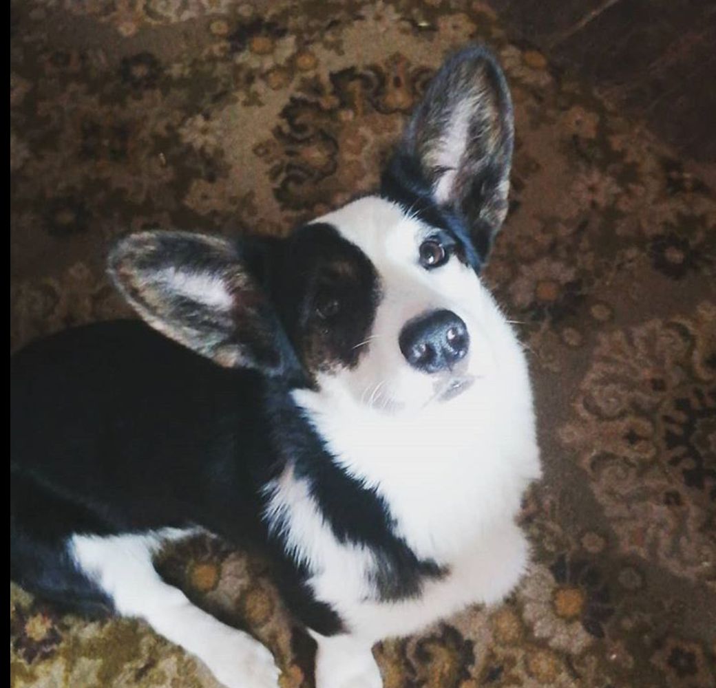 SEVASTOPOLSKIY VALS Neo Matrix | Cardigan Welsh Corgi 