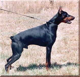 O'Ray di Stefusto | Black Doberman Pinscher