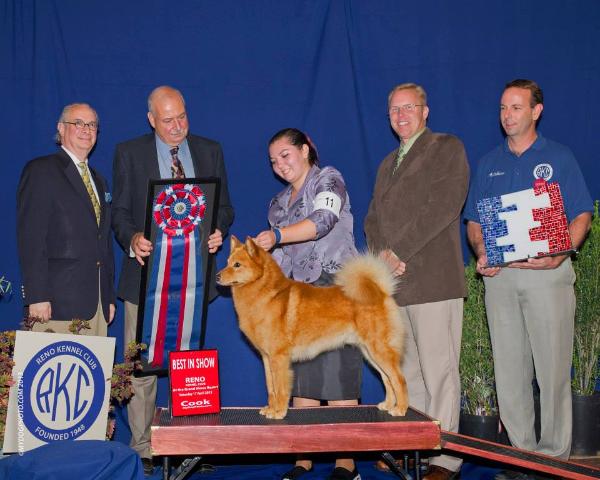 DV9K9's Red Hot Star | Finnish Spitz 