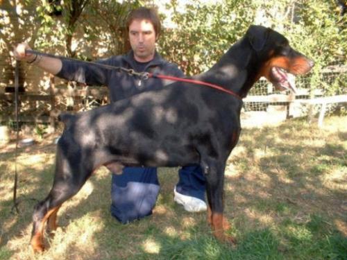 Mito del Diamante Nero | Black Doberman Pinscher