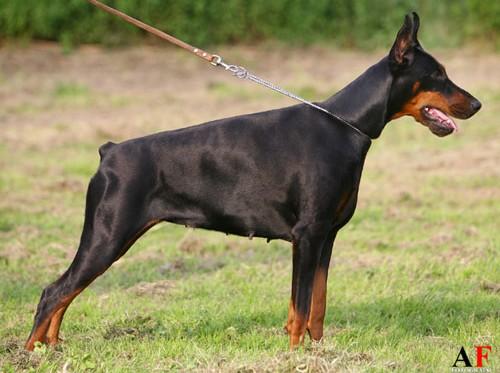 Halinka di Prisconte | Black Doberman Pinscher