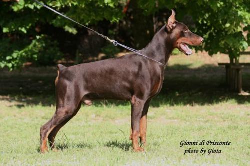 Gionny di Prisconte | Brown Doberman Pinscher