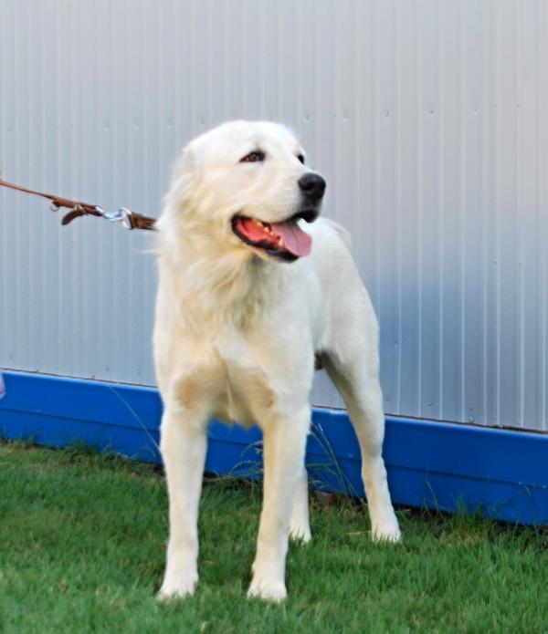Ching | Central Asian Shepherd Dog 
