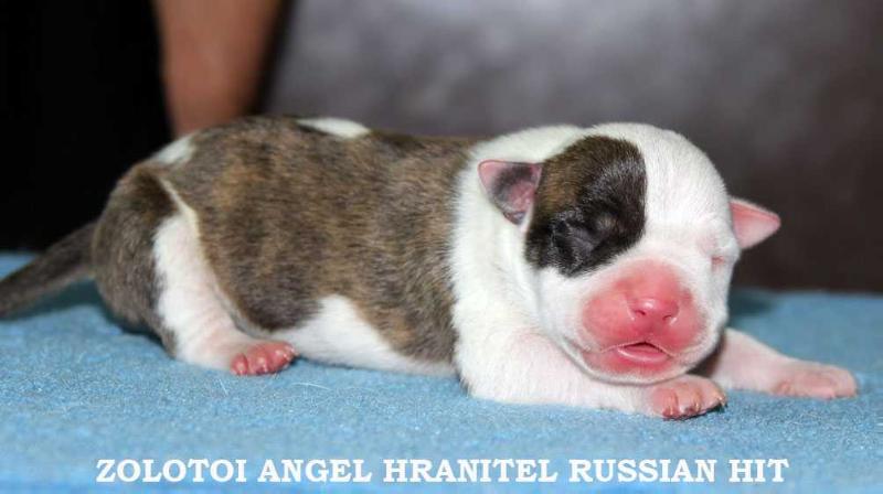 ZOLOTOI ANGEL HRANITEL RUSSIAN HIT | American Staffordshire Terrier 