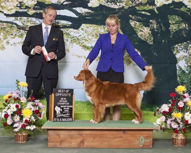 Roaneden's Starcatcher | Nova Scotia Duck Tolling Retriever 