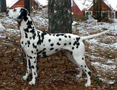 Spotnik’s Queen O’Spades | Dalmatian 