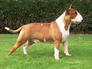 ALLEGRO RED BULL | Bull Terrier 