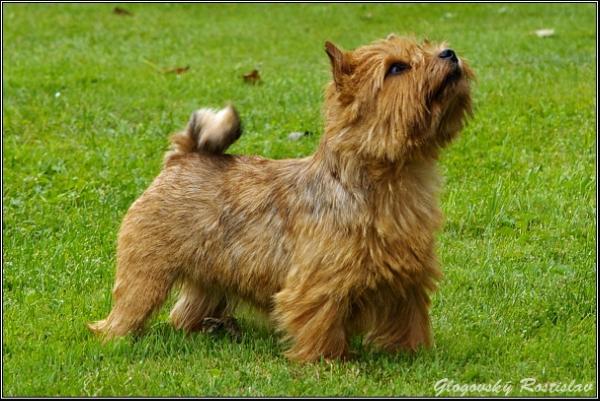 Honey Happy Naux | Norwich Terrier 