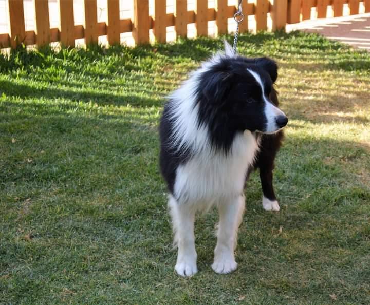 Steadfast Spirit of Emiliano | Border Collie 