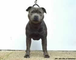 JELLO BLUE OF CANTERBURY | Staffordshire Bull Terrier 