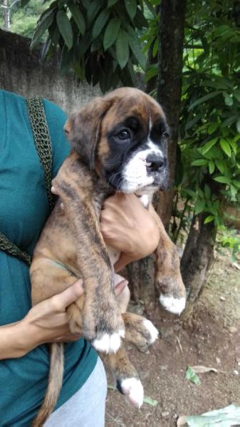 Lemik's Imperium Goa | Boxer 
