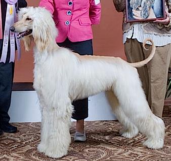 Kasban MicDreamy of Riverview | Afghan Hound 