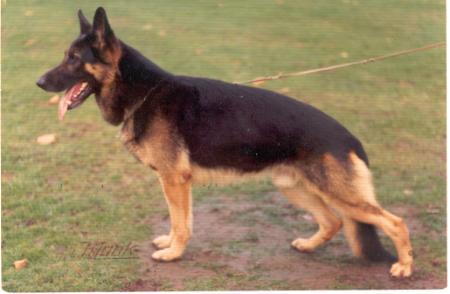 Ursus von Elingswiese | German Shepherd Dog 