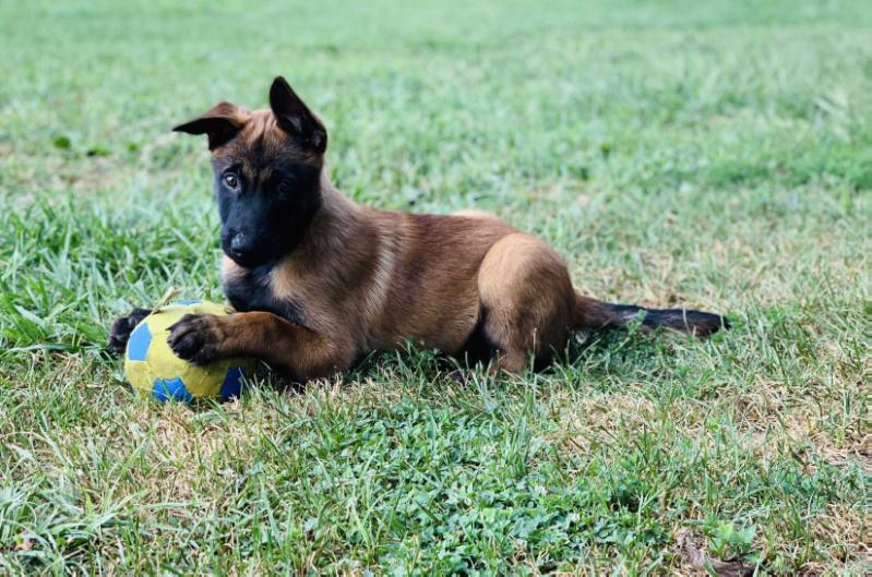 Brax Von Der Farm | Belgian Malinois 