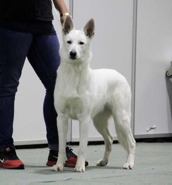 Erövrarens Blueberry Hill | White Swiss Shepherd Dog 