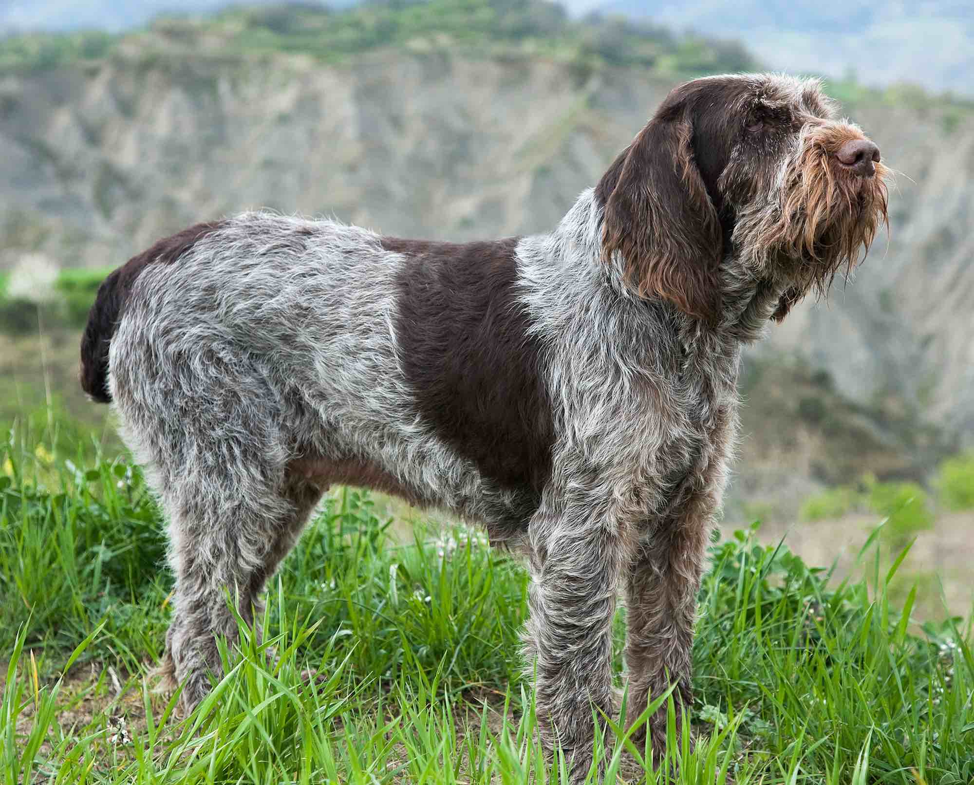 Spinone Italiano