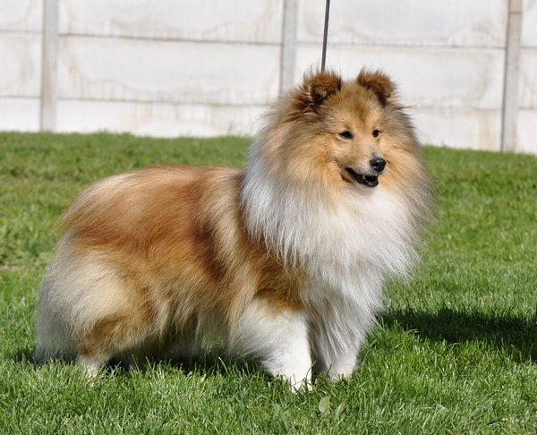 Degallo The Vigilante | Shetland Sheepdog 