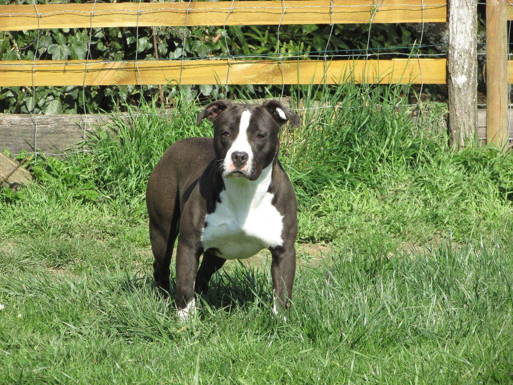 Missy By Gold Black Mountain | American Staffordshire Terrier 