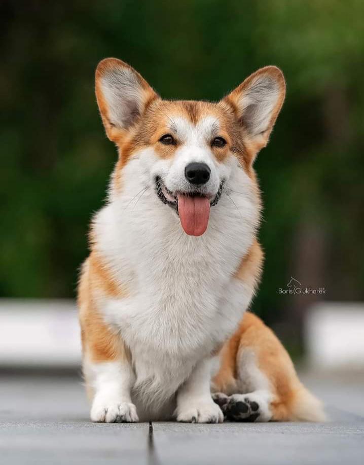 Laif Spring Aristocrat | Pembroke Welsh Corgi 