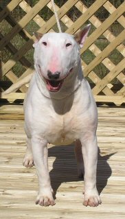 Credetta Cloudbreaker | Bull Terrier 