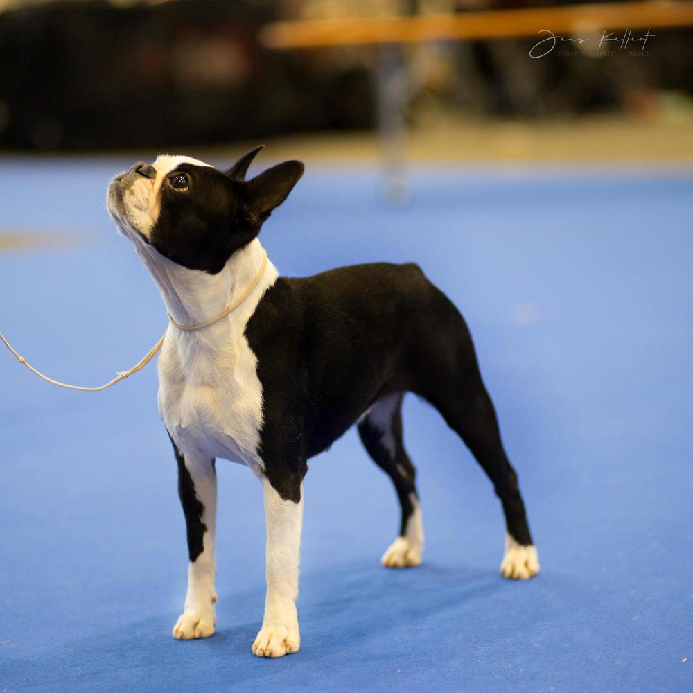 Gottwj Querida Addams | Boston Terrier 