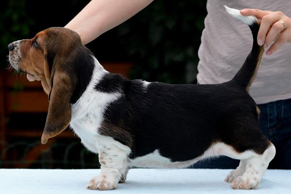 Connie Màla Karolìna | Basset Hound 