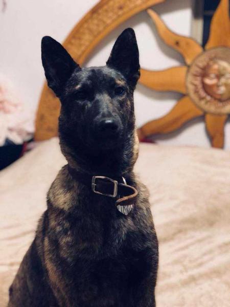 Van Cunning K9's Cardi B | Dutch Shepherd 