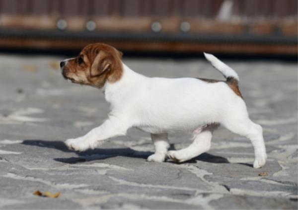 NELSON ADMIRAL Forward Ukraine | Jack Russell Terrier 